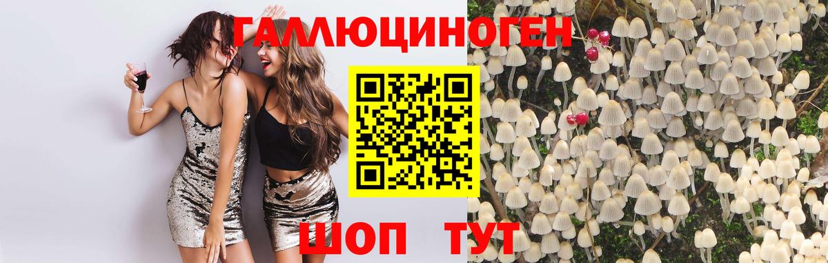 Галлюциногенные грибы Psilocybine cubensis Ленинск-Кузнецкий